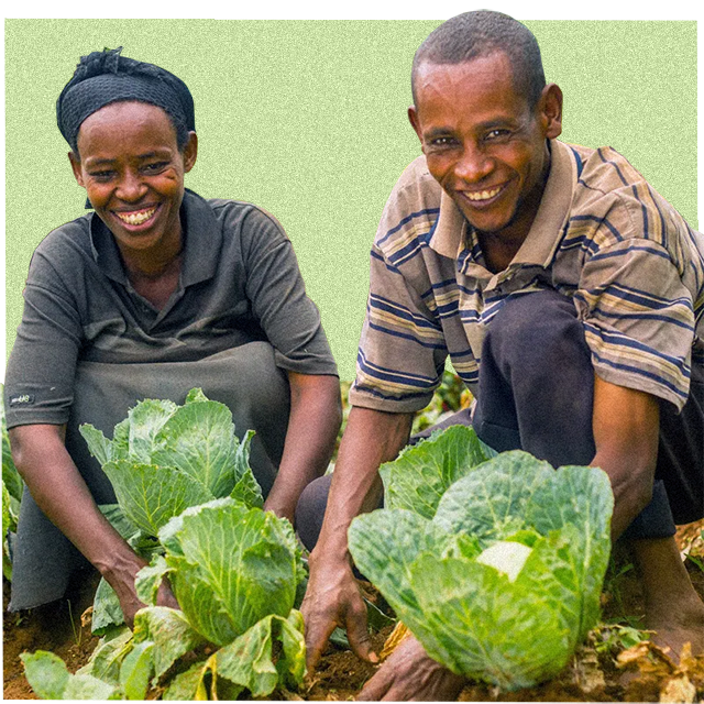 agricultores a colher vegetais